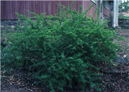 Japanese Barberry, Gold Barberry