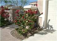 Torch Glow Shrub Bougainvillea