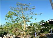 Chorisia speciosa 'Majestic Beaut