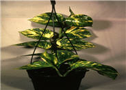 Golden Pothos, Devil's Ivy