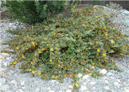 Fremontodendron californicum ssp. decumb