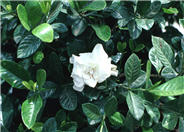 Gardenia augusta