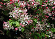 Arnold Crabapple