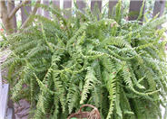Tropical Sword Fern