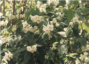Philadelphus lewisii 'Goose Creek'