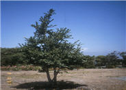 Quercus tomentella