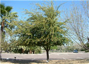 Southern Live Oak