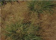 Alkali Sacaton or Dropseed
