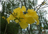Golden Trumpet Tree