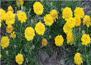 French Marigold