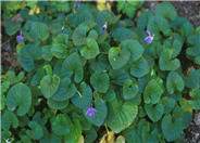 Sweet Violet, English Violet