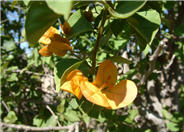 Bougainvillea, California Gold