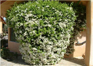 Bougainvillea White Madonna