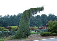 Sequoiadendron gigantea 'Pendula'