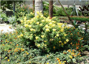 Cape Honeysuckle, Yellow