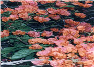 Bougainvillea Camarillo Fiesta
