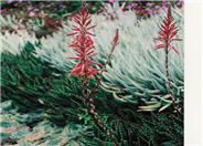 Aloe nobilis