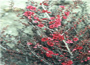 Red Damask Tea Tree