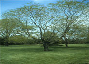 Golden Rain Tree, Varnish Tree