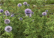 Globe Thistle