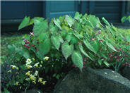 Red Barrenwort