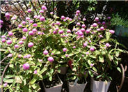 Gomphrena globosa