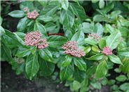 Laurustinus Viburnum