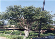 Cork Oak