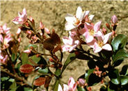 Rhaphiolepis Rosea
