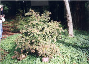 Evergreen Huckleberry