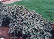 David Viburnum