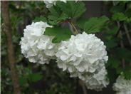 Snow Ball Viburnum