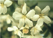 White Angel Crabapple