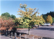 Acer campestre