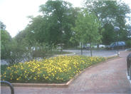 Hypericum patulum 'Hidcote'