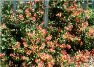 Lonicera X heckrottii
