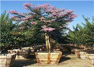 Muskogee Crape Myrtle