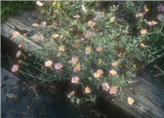 Wisley Pink Sunrose