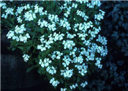 Arabis caucasica