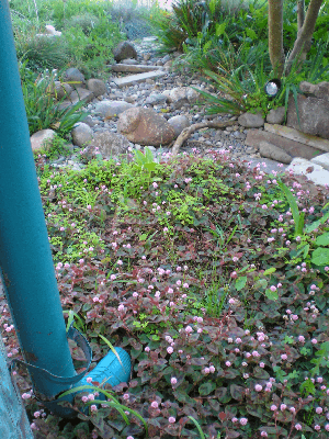 Location: Capitola, Designed by Barbara Graves