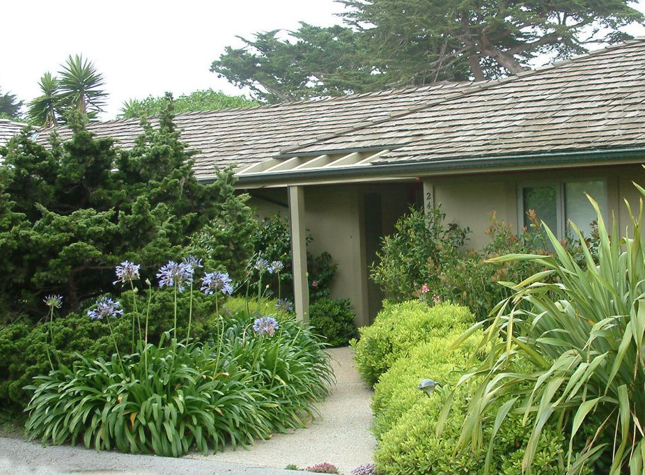Agapanthus and Companions