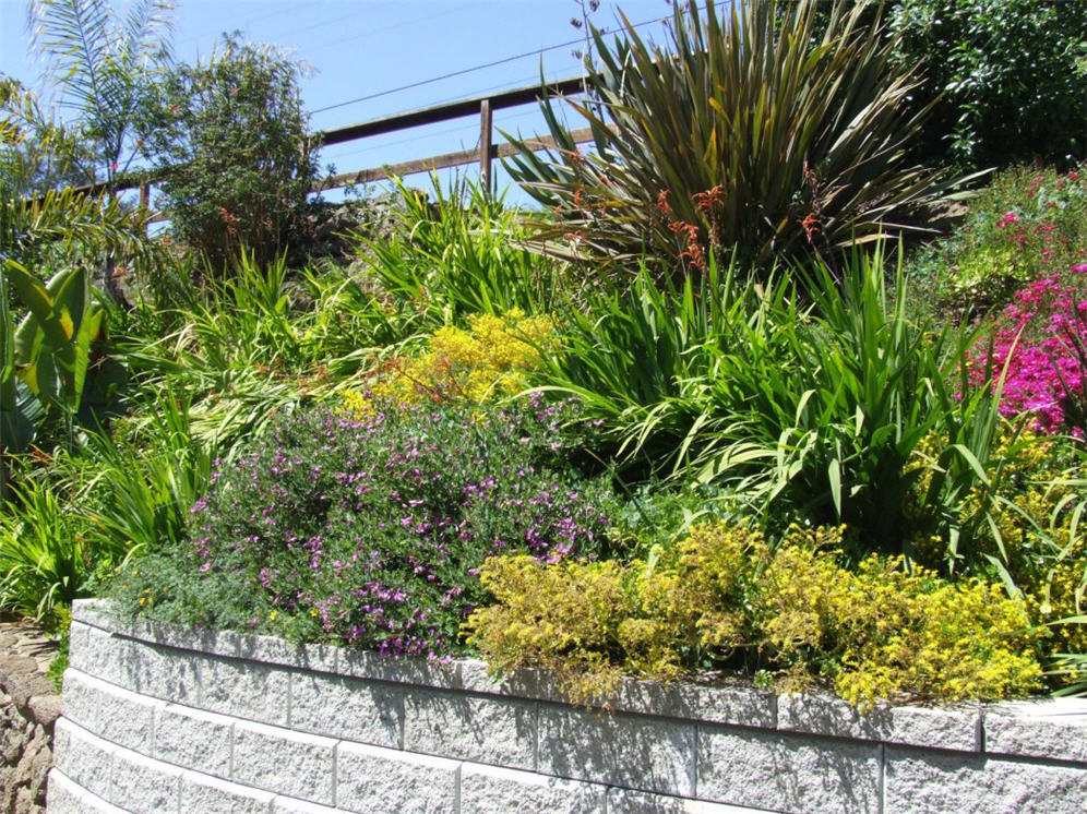 Phormium Friendliness