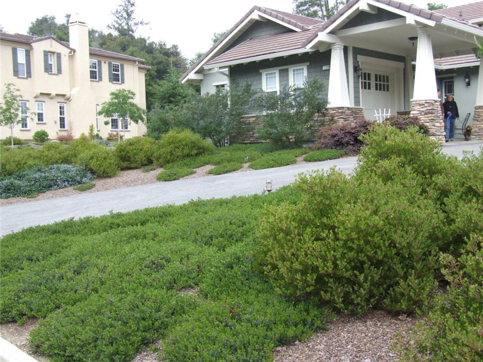 Ground Cover Magic