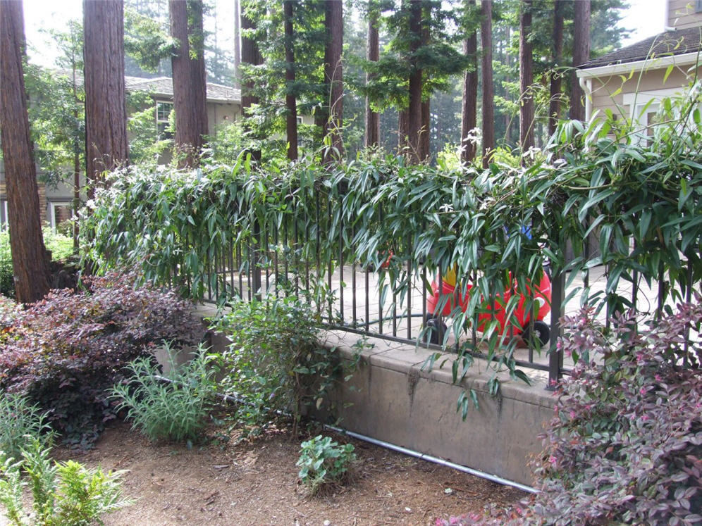 Vine Covered Metal Railing
