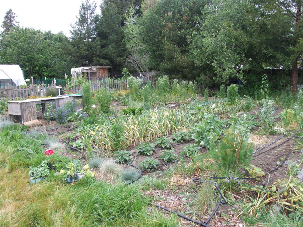 Rows of Vegetables
