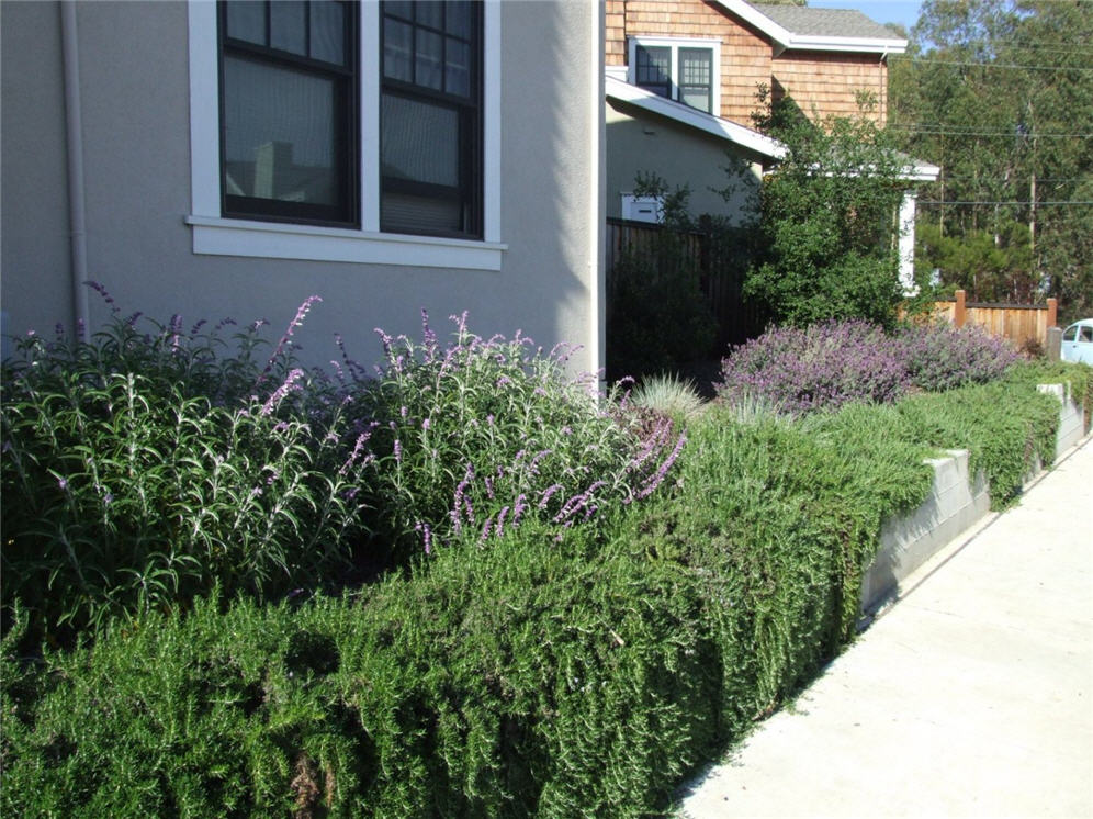 Salvia and Rosemary