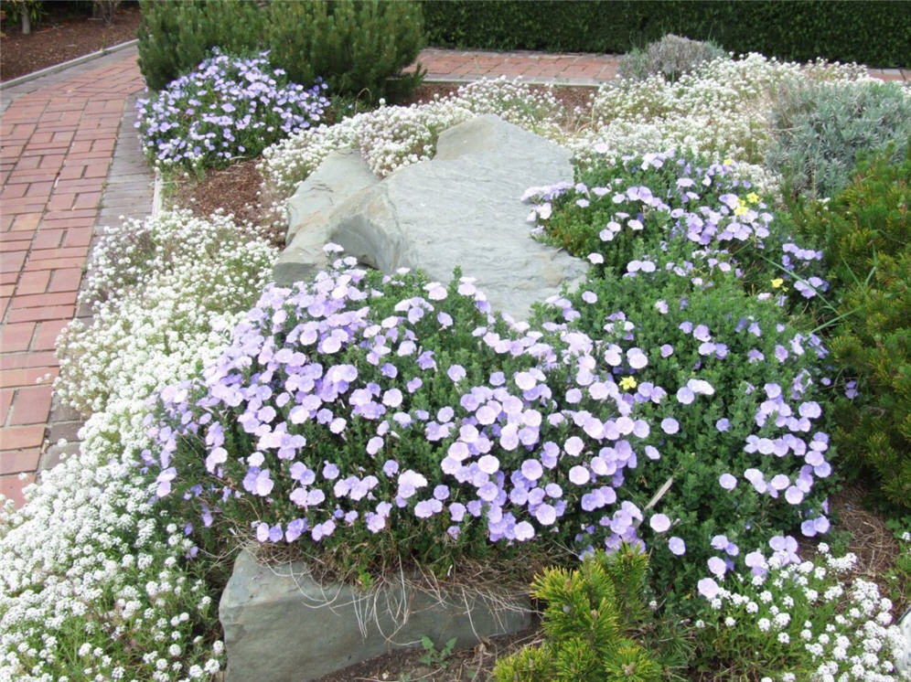 Flower Glory
