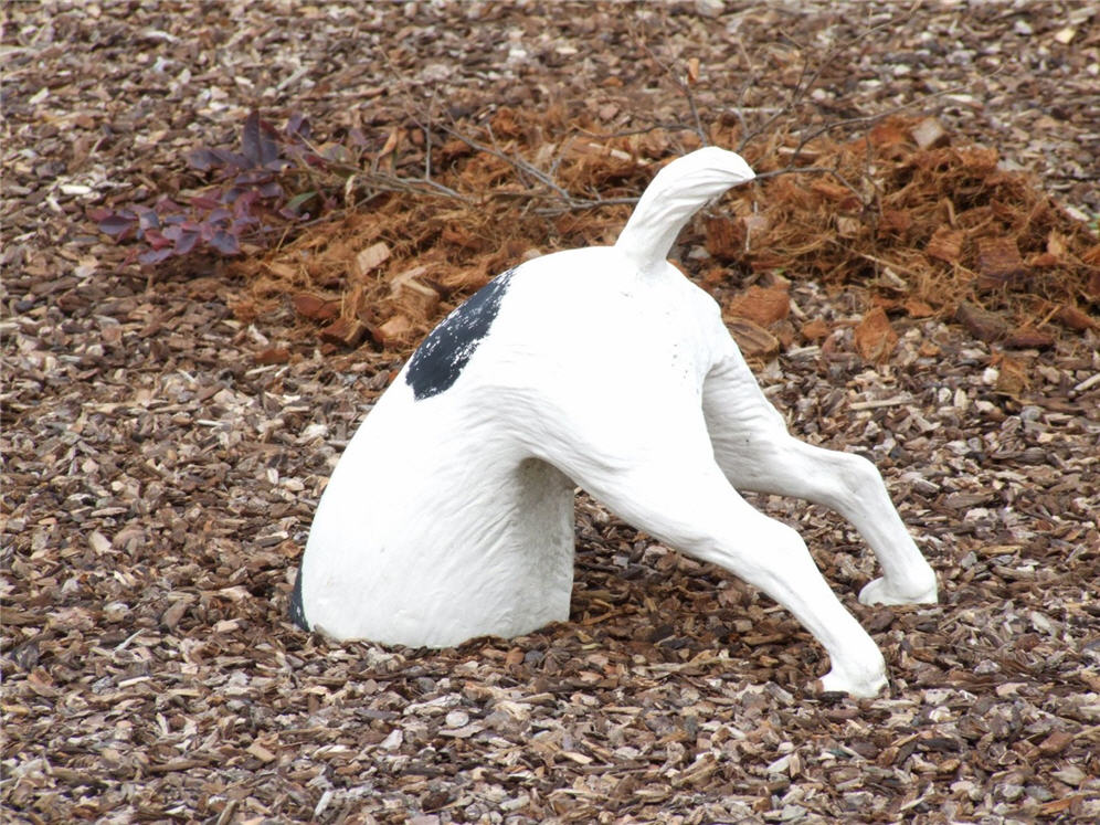 Dog Looking for Buried Bone