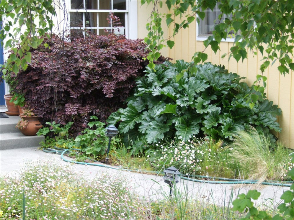Shrub Glory