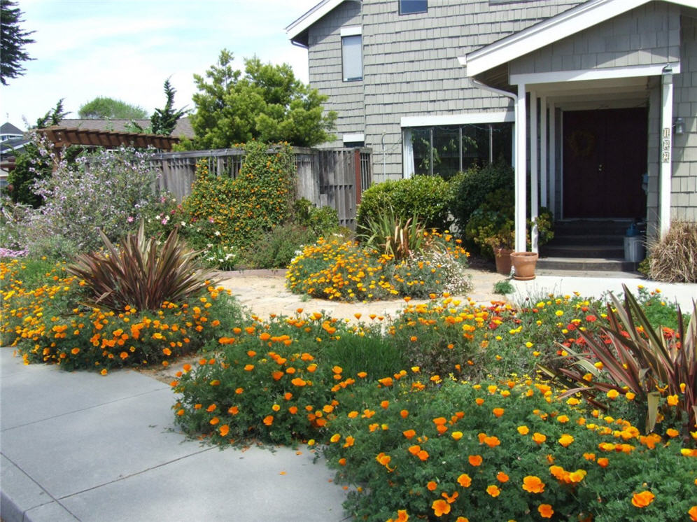 California Poppy Garden